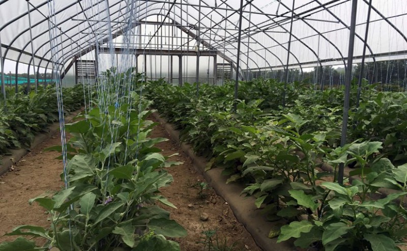 Пойтахт атрофидан кўчириладиган иссиқхоналар ўрнида дом ва бизнес-марказлар қурилмайди