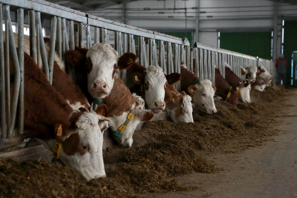 ozbekistonda-oqsil-havfi-chorvachilikda-sanitariya-oyligi-e-lon-qilindi