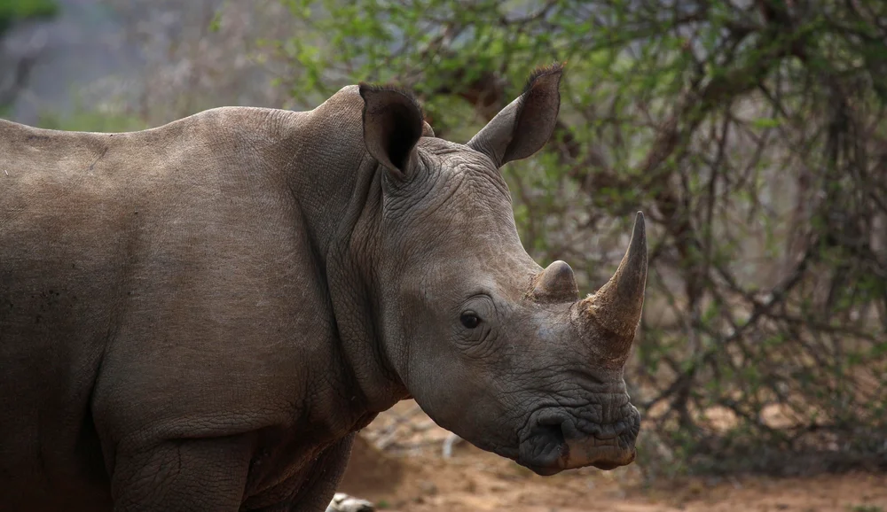 ЖАРда каркидонларни браконьерлардан ҳимоя қилиб келган мутахассис фожиали ҳалок бўлди