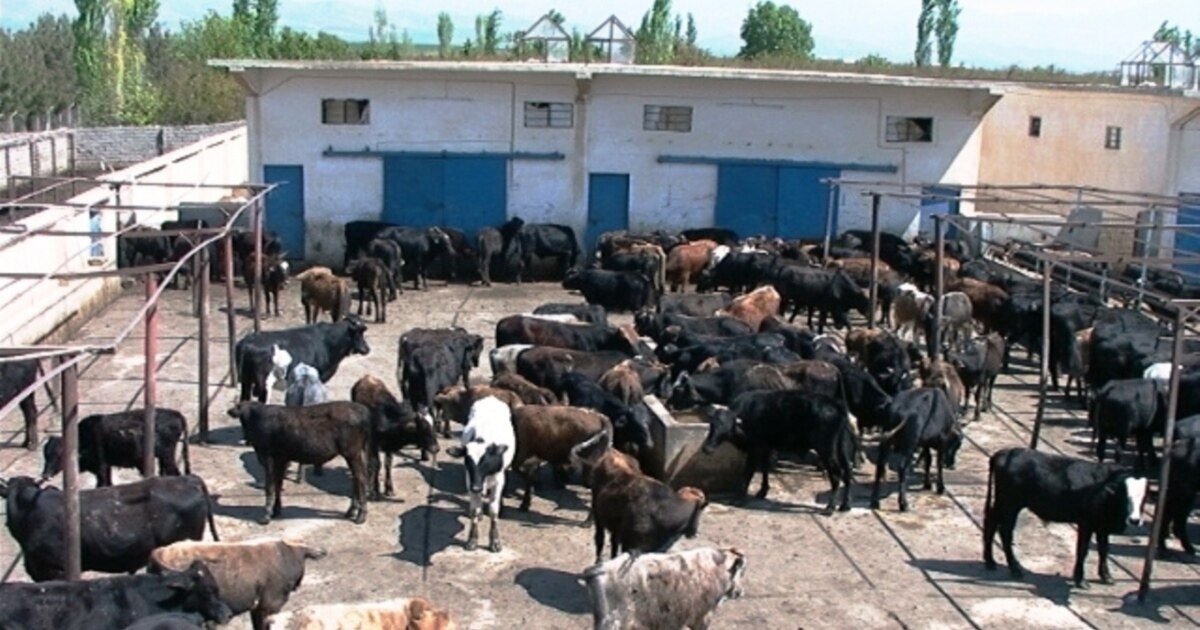 chorvachilikda-servis-korhonasi-tashkil-etiladi