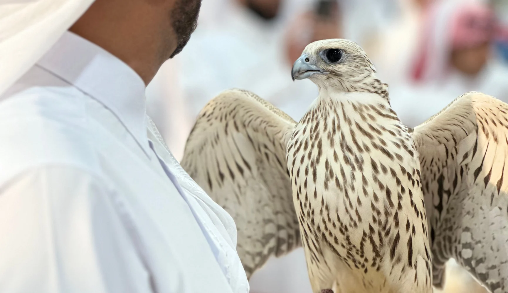ul-traoq-lochin-abu-dabida-rekord-narhga-sotildi