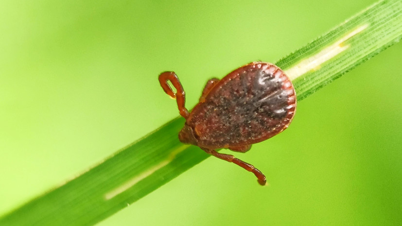 hitoyda-insonga-kanalar-orqali-yuqishi-mumkin-bolgan-yangi-virus-aniqlandi