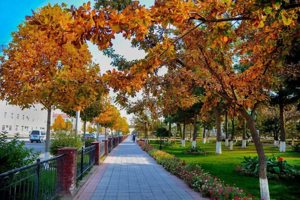 Сайты куз. Куз манзараси. Ташкент осень. Манзарали дарахтлар. Олтин куз манзараси.