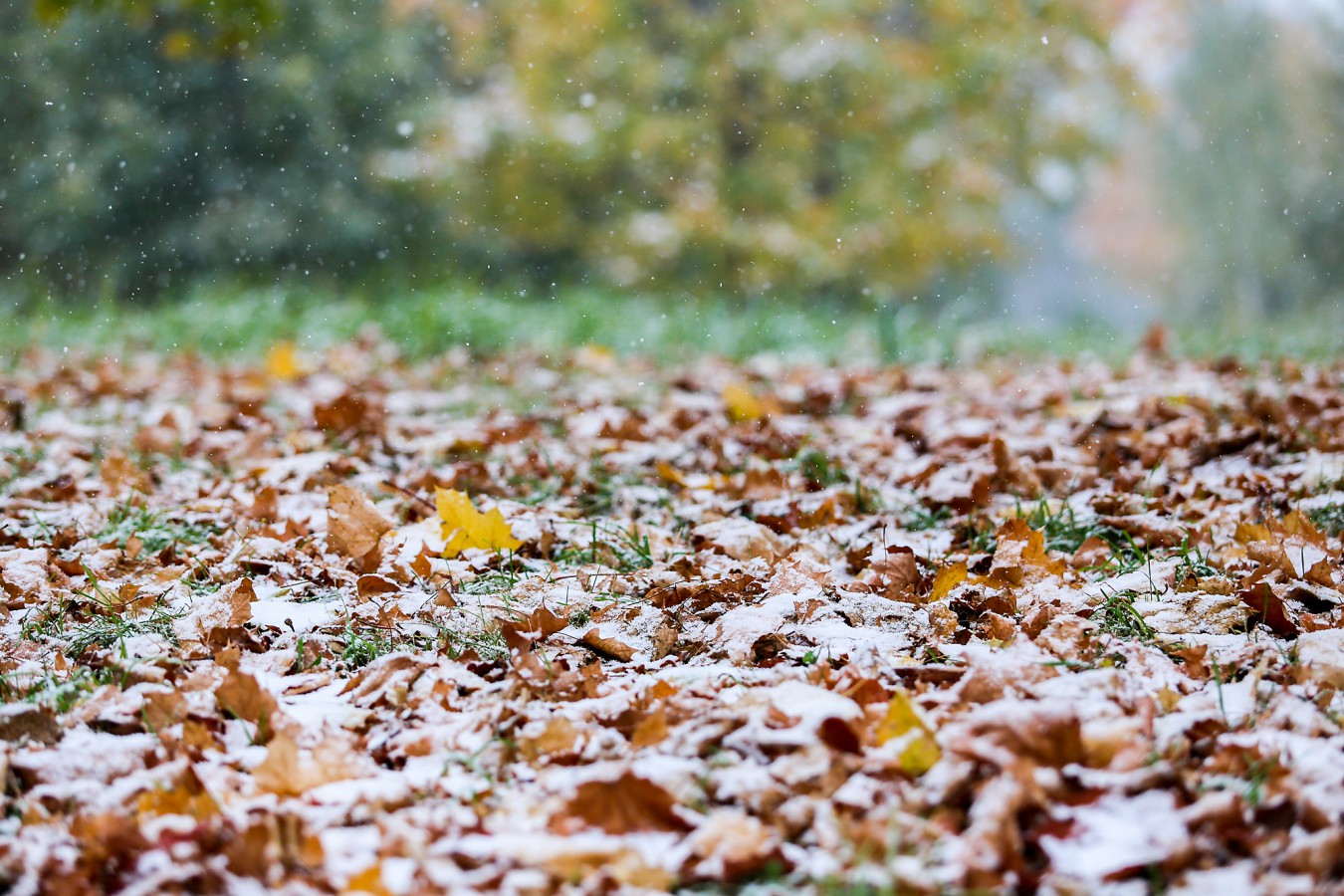Листопад. Помедли осень не спеши разматывать свои дожди. Конец сентября пора. Золотая осень. Конец сентября пора.